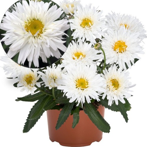 Leucanthemum maximum 'Sweet Daisy Rebecca' - Suur härjasilm 'Sweet Daisy Rebecca' P9/0,55L